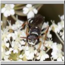 Mellinus crabroneus - Grabwespe m09c 10mm - OS-Wallenhorst Sandgrube.jpg